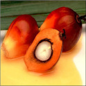 Oil Palm FFB Pricing Calc
