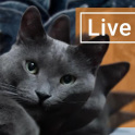 Lazy Gray Cat Live Wallpaper