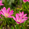 Good Morning Flower in Portuguese