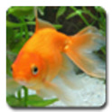 aniPet Goldfish Live Wallpaper