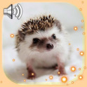 Hedgehogs Cool Live Wallpaper