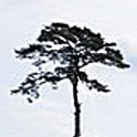 Tree Spotter
