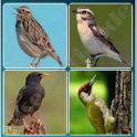 4 Songbird Quiz Games
