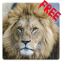 Free Lions HD Live Wallpaper