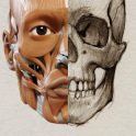 3D-Anatomie für den Künstler