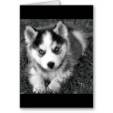 Siberian Dog HD Wallpaper