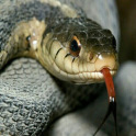 Snake Screen licker LWP