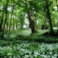 Forêt Fond d'écran