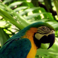 Cute varicoloured parrot
