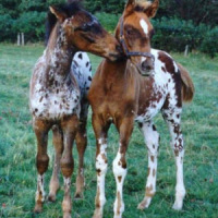 Baby Horses Pictures