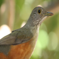 Brazilians Birds Sounds (Sabiá)