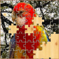 bird jigsaw puzzle