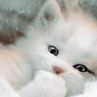 Sweet Baby Cat Live Wallpaper Free Download Customlwp