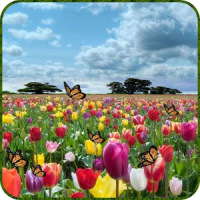 Tulip Butterfly LWP