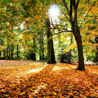 Automne Live Wallpapers