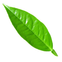 Coca Leaf