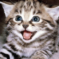 Funny Cats & Kittens Gallery