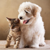 Cute funny puppy & cat photos