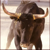 Bill Bull do rodeio Matador