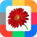 Flashcards Flowers for kids
