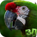Parrot 3D Video Live Wallpaper