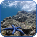 Sea Star Underwater Wallpaper