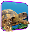 Черепаха 3D живые обои