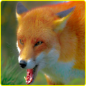 Verärgert Wilde Fox Angriff