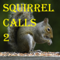 Squirrel Calls 2