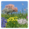 봄 꽃 무료 바탕 화면