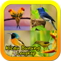 Kicau Burung Lengkap