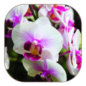 белые орхидеи живые обои