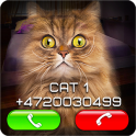 가짜 화상 통화 고양이
