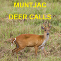 Muntjac Deer Calls