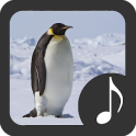 Penguin Sounds