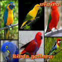 Birds gallery
