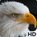 Eagle HD Wallpapers