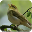 Masteran Burung Lengkap