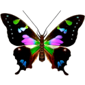 Butterfly 3D Slot