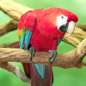 Amazing Parrots Wallpapers