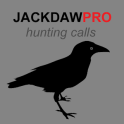 Jackdaw Calls for Hunting UK