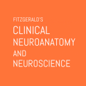 Fitzgerald's Clin Neuroanato 7