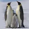 Penguins of Antarctica FREE