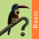 Costa Rica Birds FGuide Basic