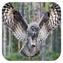 Flying Owl Live Wallpaper