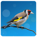 European goldfinch song