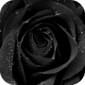 Black Rose Live Wallpaper