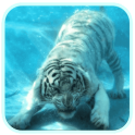 Wild Diving Tiger HD Wallpaper