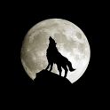 Ultimate Wolf Wallpapers