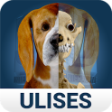 Osteology in Dogs (Licensed)